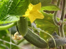 Gurkenblüte Foto: spreewald-info.de