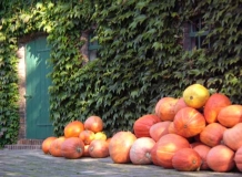 Kürbisse im Spreewald Foto: spreewald-info.de