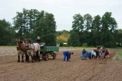 Traditionelle Kartoffelente im Spreewald Foto: spreewald-info.de