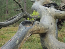Überlebenskünstler: eine kleine Kiefer wächst in einem umgestürzten Baum