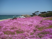 Unterwegs auf dem 17 Mile Drive