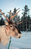 Ein Rentier - nichts Ungewöhnliches in Rovaniemi