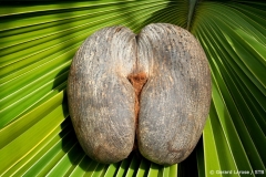 Auch die weibliche Frucht der Coco de Mer regt die Phantasie der Menschen an