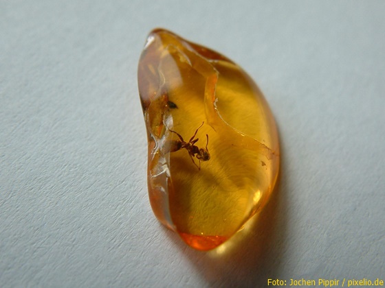 Bernstein Foto: Jochen Pippir / Pixelio